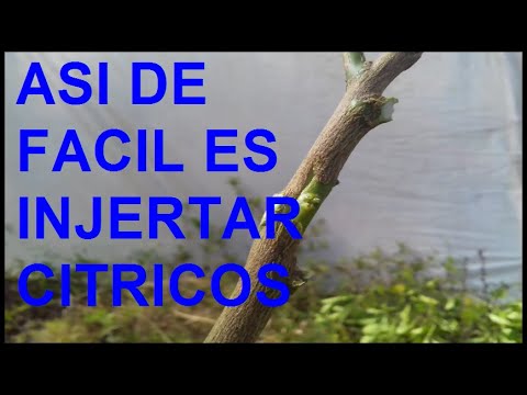 how to graft citrus, lemon to orange, grapefruit, mandarin, lime etc.