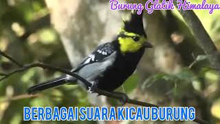 Download lagu Masteran Glatik Himalaya/Jambul mp3 Download lagu Masteran Glatik Himalaya/Jambul mp3