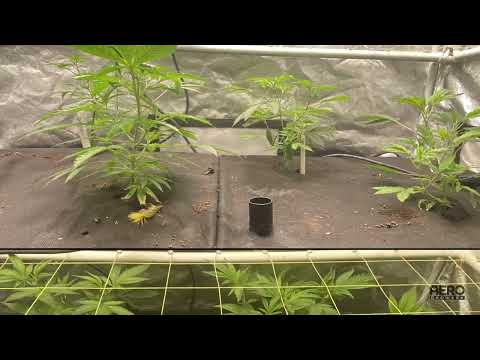 A small hybrid hydroponic soil grow indoors 2x4 tent. Easiest way to grow Cannabis in small space.