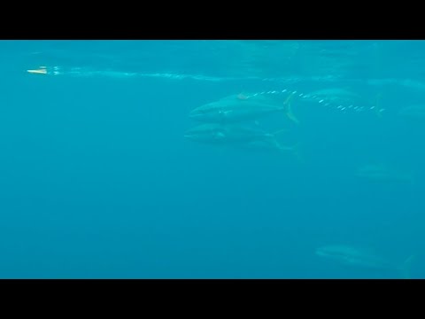 Kingfish Chasing StickBaits - Underwater Footage