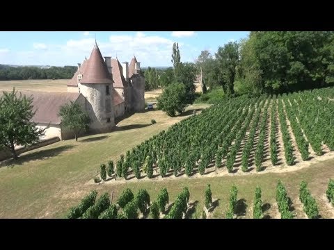 Allier : à la découverte du conservatoire des cépages anciens de Saint-Pourçain