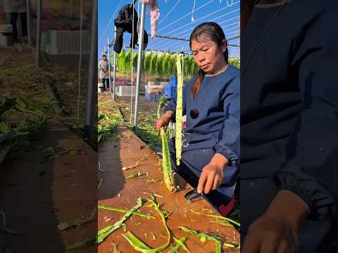 Sayur Ini Harus Dikupas & Dijemur Dulu Baru Bisa Dimakan‼️ #shorts #faktaunik