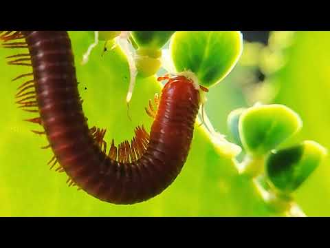Be cautious of red millipedes