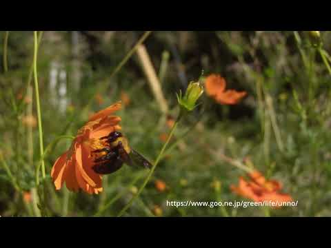 体の重いクマバチがキバナコスモスで吸蜜