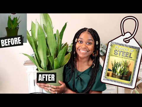 Snake Plants the BEST Plants EVER | Sansevieria Care Guide