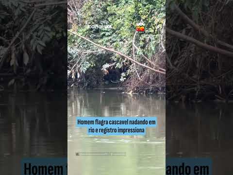 Homem flagra cascavel nadando em rio e registro impressiona