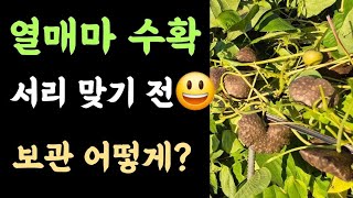열매마(하늘마) 수확???? 서리 맞기 전 수확완료???? 겨울 보관 어떻게?