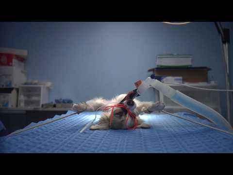 Animals Under Anaesthesia: Speculations on the Dreamlife of Beasts -  Official Clip 2016 [HD]