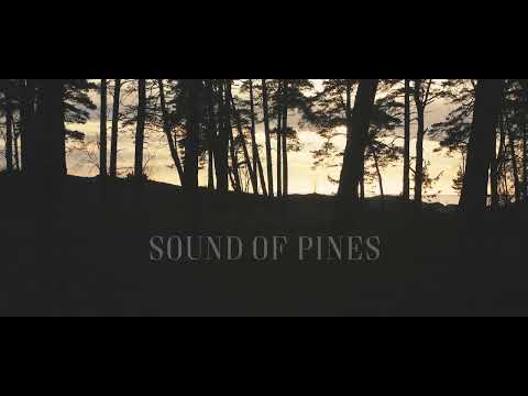 Mick Pedaja - Sound of Pines (Official video)