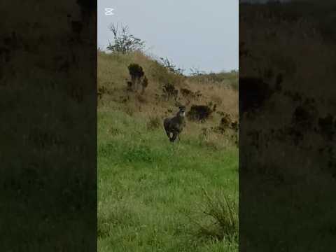 lindo venado en chitaga en el páramo del almorzadero chitaga norte de Santander Colombia 🇨🇴