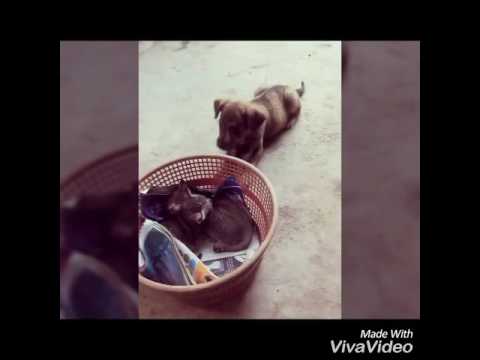 MotherCat keeping cats