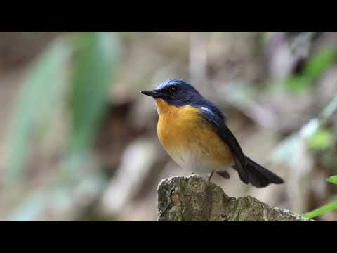 Niltava pahorková (Cyornis whitei) — biotop a pohyb