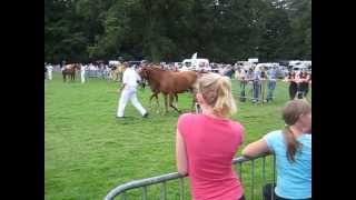 preview picture of video 'paardenconcours op landgoed zwaluwenburg te oldebroek'