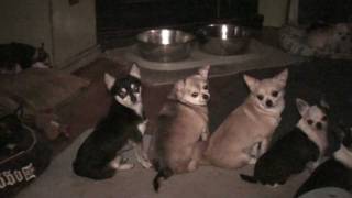 Synchronized Dogs