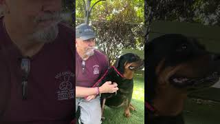 Video preview image #1 Rottweiler Puppy For Sale in Pasadena, CA, USA