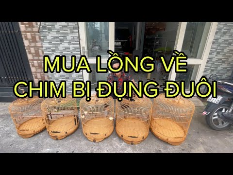 CÁCH CHỌN LỒNG CHO CHOÈ LỬA