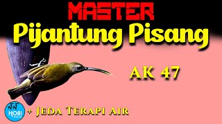 Download lagu Master Pijantung Pisang   Jeda Terapi Air mp3