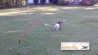 preview picture of video 'The Best Dog Toy Ever!  Tether Tug Outdoor Dog Toy'