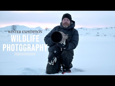3 Days of winter WILDLIFE PHOTOGRAPHY // Muskox in beautiful light and landscape