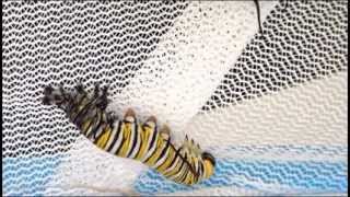 preview picture of video 'Monarch (Danaus plexippus) Caterpillar Moulting'