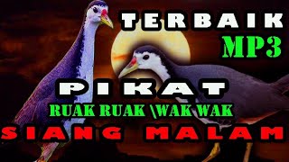 Download lagu suara pikat ruak ruak terbaik mp3 durasi panjang paling ampuh. mp3 Download lagu suara pikat ruak ruak terbaik mp3 durasi panjang paling ampuh. mp3