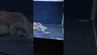 Download lagu Silver Arowana Live Feeding Small Cat Fish mp3 Download lagu Silver Arowana Live Feeding Small Cat Fish mp3