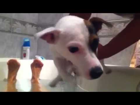 Le Jack qui apprend a nager hors de l'eau :)