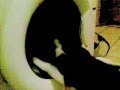 Cat V Washing Machine Mp4