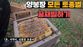 양봉장 토종벌들이 1년 동안 모아둔 토종벌꿀 채밀하기