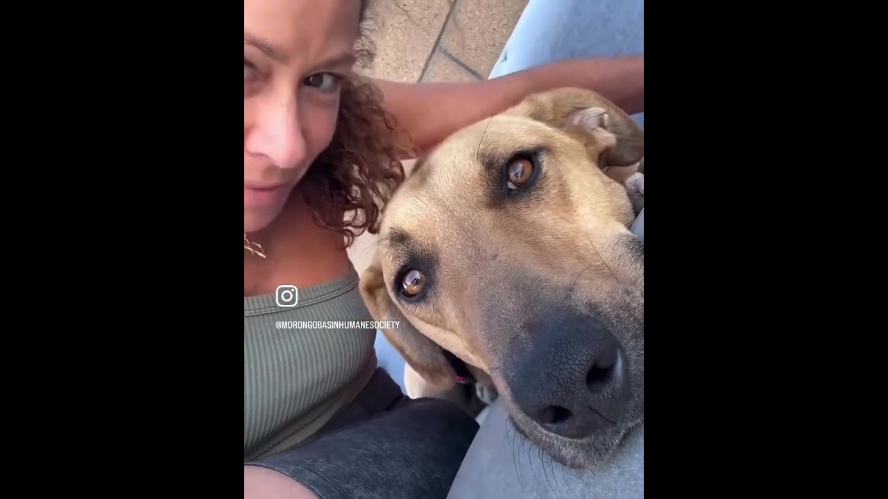 Enlarge YEEHAW, a ADOPTABLE mixed breed in Joshua Tree, CA video 6/6
