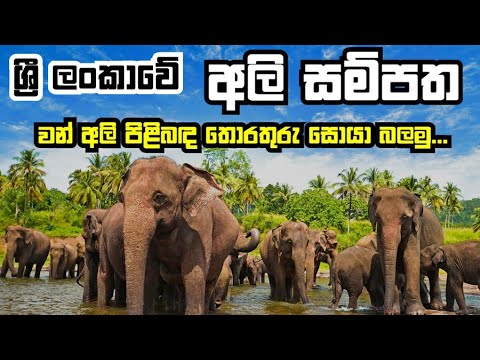 Sri Lanka Elephant || ලංකාවේ අලි || Knowledge Sri Lanka || Minneriya || Yala || Vilpaththuwa