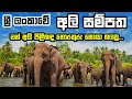Sri Lanka Elephant ලංකාවේ අලි Knowledge Sri Lanka Minneriya Yala Vilpaththuwa