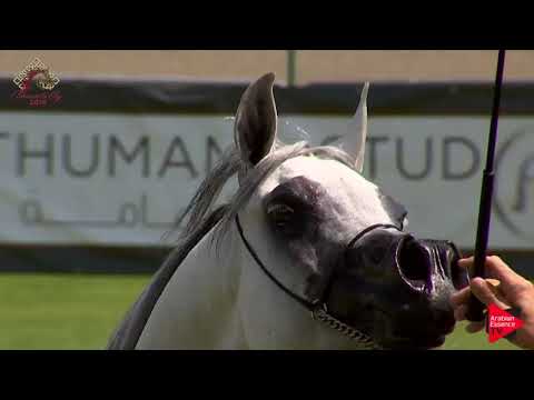 N.37 AL PRINCESS ALIHA - Chantilly 2019 AHO World Cup - 8 Years Old and Older Mares (Class 5)