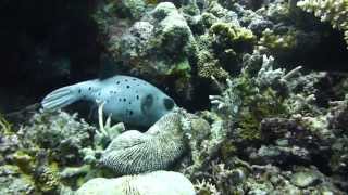 preview picture of video 'Video Blackspotted puffer | Pata Negra Dive Center'