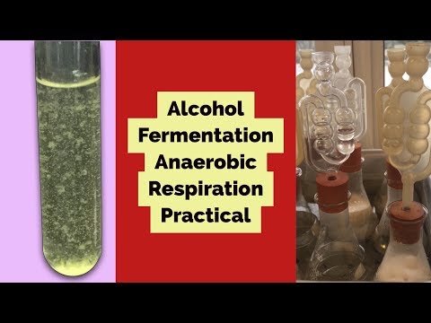 Practical to show the production of alcohol by yeast-Fermentation