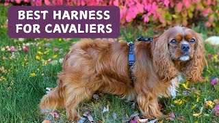 What Every Cavalier Parent Should Know Before Buying a Harness