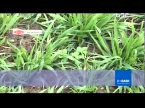 BASF - intervetna 2 - korovi u psenici