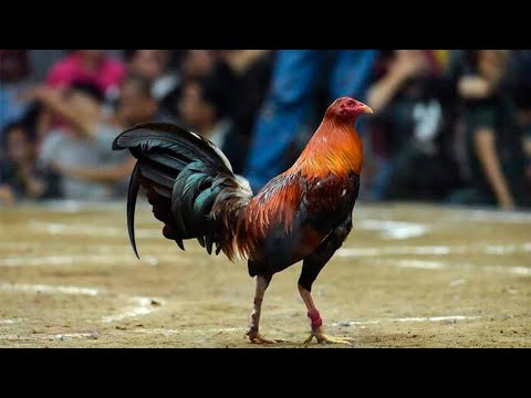 Gallo Kelso, WarHorse, Brownred, Gallo Hatch, Leiper, Mclean, Sweater, yellowLeg, Gallo Claret, Asil