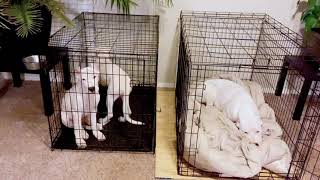 Mata Dogo Argentino puppies are Amazing