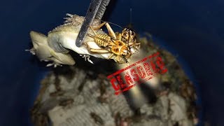 This is why CRICKETS should NEVER be left with other ANIMALS unsupervised !!!
