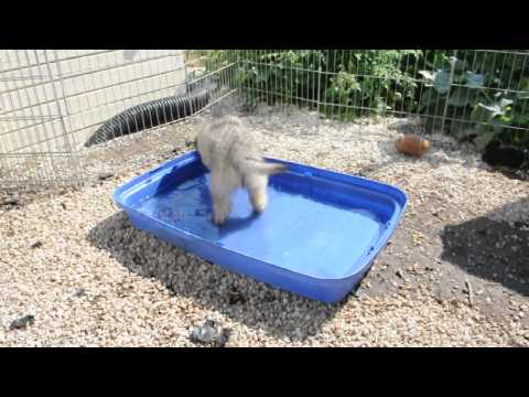 Toe Brodie miss red playing in water 7 weeks