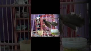 Download lagu sikatan kipas tarung//sikatan jawa#sikatankipas #sikatanjawa #shorts mp3