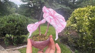 DIY pipe cleaner plant #diytutorial #craftideas #pipecleanercrafts #artandcraft #handmade