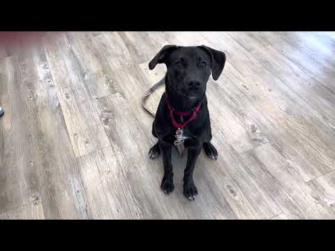 4PAWS Coco, an adopted Black Labrador Retriever in Benbrook, TX_image-1