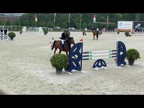 Happy, Casall x Clarimo, mare 6 years old