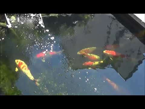 Koi 2019-3 - Kleine Drehschrauben