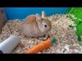 [HD] Notre lapin nain, Lilou, vit sa vie !