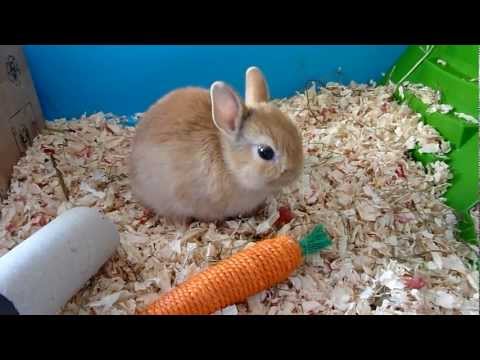 comment construire une cage a lapin nain