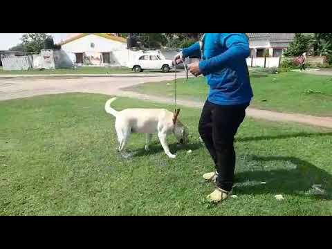 Max and jonty in playing mood