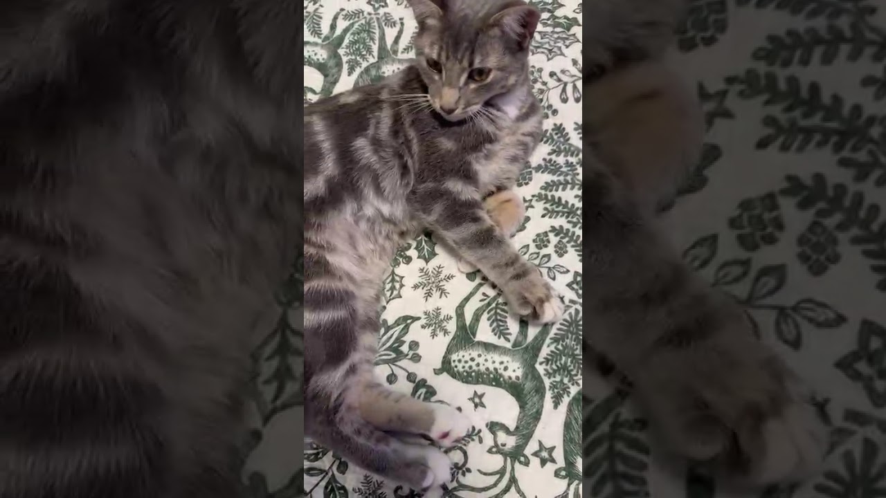 Moose, an adopted mixed breed in Brooklyn, NY video 6/6